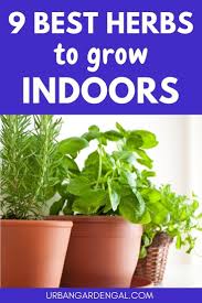 9 Best Herbs To Grow Indoors In 2020 Best Herbs To Grow Growing Herbs Indoors Herbs Indoors