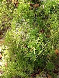 Asparagus Fern Asparagus Racemosus This Is An Asparagus Fern Of Which There Are Several Species And Cultivars This Plant Is N Asparagus Fern Plants Foliage