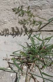 Image result for Agrostis taylorii