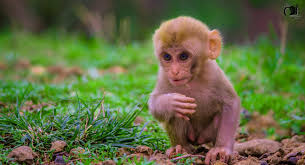 Here are only the best cute iphone wallpapers. Cute Baby Monkey 320 X 480 Iphone Wallpaper Download