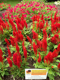American Garden Award Entry Celosia Arrabona Red At Longwood Gardens You Can Vote At Http Americangardenaward Com Flores Plantas Bonito
