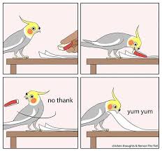 Veggies Are Dumb Paper Is Better Thatfishplace Thatpetplace Chickenthoughts Birdcartoons Birdsarejerk Funny Parrots Pet Birds Cute Funny Animals