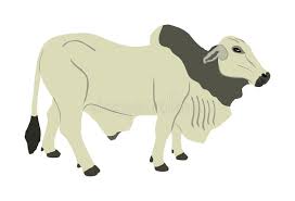 Watch this page for our updates on cattle for sale. Brahman Bull Vector Illustration Isolated On White Background White Brahman Cow Zebu Ox Stock Illustration Illustration Of Animal Large 168459411