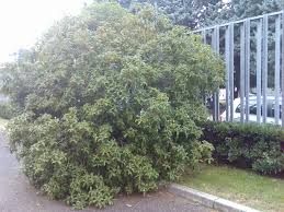 We did not find results for: Osmanthus Fragrans Images Useful Tropical Plants