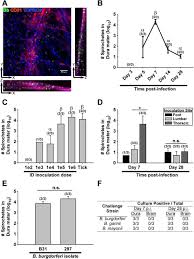 Maybe you would like to learn more about one of these? A Murine Model Of Lyme Disease Demonstrates That Borrelia Burgdorferi Colonizes The Dura Mater And Induces Inflammation In The Central Nervous System Biorxiv