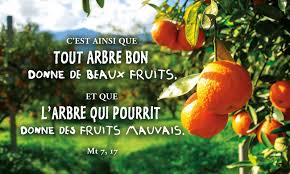 Le 27 06 18 C Est A Leurs Fruits Que Vous Les Reconnaitrez Mt 7 15 20 Fruits Versets Bibliques Priere