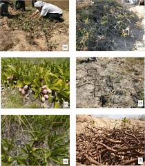 Image result for Pygmaeothamnus zeyheri