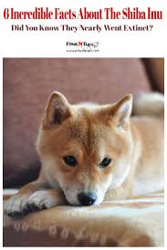 Shiba inu | comparison meme fun angry shiba inu, venom 2018, doge, dog. Perhaps You Ve Seen The Famous Doge Meme And Thought You Might Like A Playful Shiba Inu Of Your Own With Their Fox Like Appe Shiba Inu Shiba Shiba Inu Funny