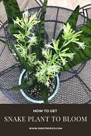 ✓ free for commercial use ✓ high quality images. Sansevieria Flowers 1 Secret To Get Snake Plants To Bloom
