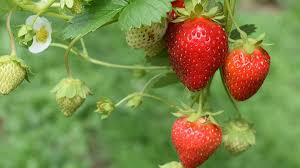 Check spelling or type a new query. Strawberries In The Garden Usu
