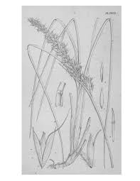 Image result for Monadenium filiforme