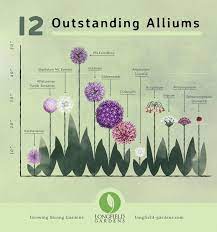 Many Gardeners Dont Realize There Are Many Types Of Alliums With A Little Pl 2019 Many Gardeners D Perennial Garden Plans Longfield Gardens Perennial Garden