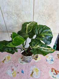 Image result for Cyanastrum