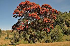 Image result for Hagenia abyssinica