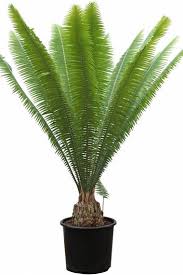 Image result for Monadenium spinulosum