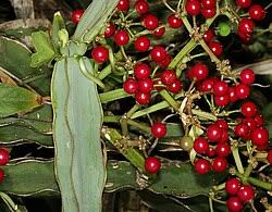 Image result for Cissus cucumerifolia