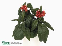 Image result for Pachystachys