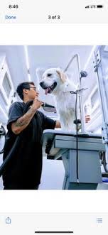 Welcome to mobile grooming las vegas. At Your Door Mobile Pet Grooming 232 Photos 176 Reviews Pet Groomers Southwest Las Vegas Nv Phone Number Yelp