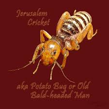 They are native to the western united states and parts of mexico. Pest Control Jerusalem Crickets Hearts Pest Management