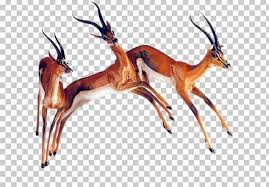 Deer Impala Animal Png Animal Animals Animal Sauvage Animal Track Animation In 2020 Impala Animal Animals Animal Tracks