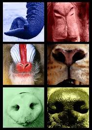 Pin On Possible Animal Nose Obsession