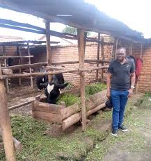 Image result for Englerina schubotziana