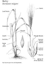 Diagram Of Barley Plant Seniorsclub It Wires Sweep Wires Sweep Seniorsclub It You will need 1/4 pound of seed to sow every 100 square feet of ground. diagram of barley plant seniorsclub