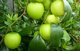 Menanam biji bidara arab akan terasa mudah jika kalian tahu bagaimana cara ,, nahhh di video ini saya menjelaskannya tutorial. Bibit Daun Bidara Buah Bidara Khasiat Daun Bidara Bagi Kesehatan