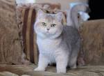 The Golden Shaded British Shorthair | Bombadillo Kittens