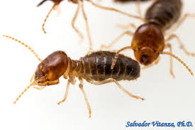 Image result for Cadaba termitaria