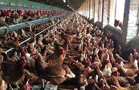 Turkey, chicken, guinea fowl, duck and quail are all domestic birds that nutritionally and economically contribute to any country. Rwanda Plans Significant Increase In Poultry Egg Output Wattagnet