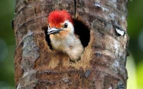 Why is a woodpecker pecking on my house. Are Woodpeckers Destroying Your House