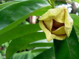 Image result for Annona muricata
