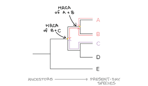 Phylogeny Review Article Evolution Khan Academy