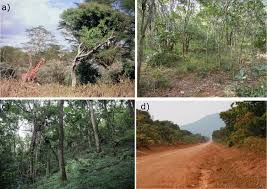 Image result for Casearia battiscombei