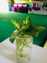 10 tanaman hias yang bisa tumbuh dalam air tanpa media tanah. Cara Mudah Tanam Pokok Hiasan Money Plant Daripada Keratan Dahan Single Leaf Blog Cik Matahariku