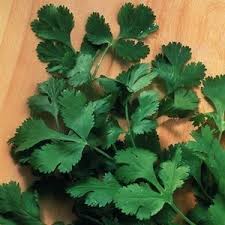 Ingesting enough of this herb can cause photosensitization in pets (ulcerative and exudative dermatitis). Cilantro For K9s A Safe Herb For Dogs Best Advice