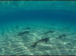 Check spelling or type a new query. Fort Zachary Snorkeling Key West Taylor Historic State Park Youtube