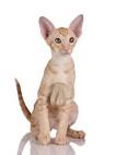 Oriental Short Hair Cat Breed Profile | Petfinder