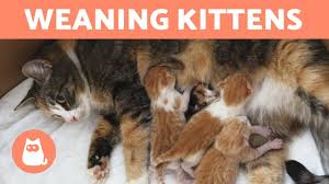 These are available at your vet's office or a pet store. Weaning Kittens Both With Mother And Bottle Fed Youtube