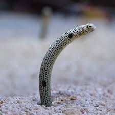 Spotted Garden Eel Heteroconger Hassi Saltwater Aquarium Spotted Animals