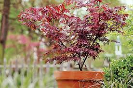 Check spelling or type a new query. Growing Japanese Maples In Pots Plantingtree