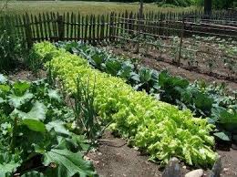 Garden Design For Organic Vegetable Gardens Beautiful Organic Garden To Ve Able Small Vegetable Gardens Vegetable Garden Planner Vegetable Garden For Beginners