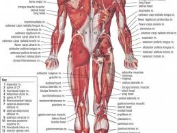 Body Organ Frequency Chart Organs The Body Photo Shared By