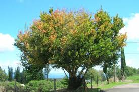 Image result for Citharexylum