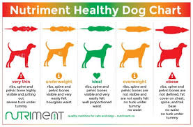 51 Right Dog Growth Chart Puppy