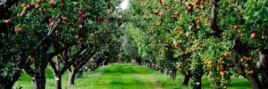 If you just planted your apple trees in the last couple of years, your pruning decisions now are important. How To Prune Apple Fruit Trees Love The Garden