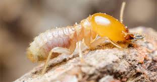 Cockroach exterminators are just a phone call away to give you that expert assistance you need to get rid of such stubborn pests. Termites United Pest Control