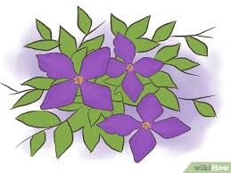 We did not find results for: 3 Ways To Prune Clematis Wikihow
