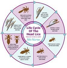 Ss Lice Fact Sheet